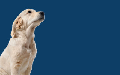 Giornata mondiale del cane, il fedele alleato dei soccorritori